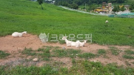 염소, 방목, 양떼목장, 들판, 목장, 사진,이미지,일러스트,캘리그라피 - Nyoung_6082작가 크라우드픽 - 저작권 걱정 없는 상업용 이미지