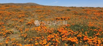 초목, 필드, 목초지, 자연, flower, 사진,이미지,일러스트,캘리그라피 - H2024작가 크라우드픽 - 저작권 걱정 없는 상업용 이미지
