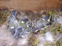 동물, 새, 핀치, 번식, 자연, 사진,이미지,일러스트,캘리그라피 - 농부아재작가 크라우드픽 - 저작권 걱정 없는 상업용 이미지