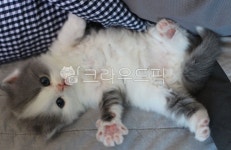 cat, fold, 스코티쉬폴드, 고양이, 새끼고양이, 사진,이미지,일러스트,캘리그라피 - 새벽냥이작가 크라우드픽 - 저작권 걱정 없는 상업용 이미지