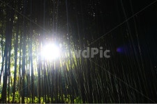 대나무, 죽녹원, 풍경, 자연, 감성, 사진,이미지,일러스트,캘리그라피 - 만다링랜드작가 크라우드픽 - 저작권 걱정 없는 상업용 이미지