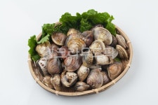 바지락, 조개, 어패류, 해산물, 요리, 사진,이미지,일러스트,캘리그라피 - 박프로 진Studio작가 크라우드픽 - 저작권 걱정 없는 상업용 이미지