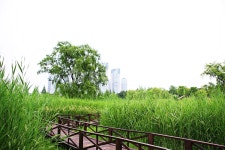 안산호수공원, 산책로, 길, 갈대, 식물, 사진,이미지,일러스트,캘리그라피 - 함께사는세상작가 크라우드픽 - 저작권 걱정 없는 상업용 이미지