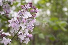 라일락꽃, 라일락, 꽃, 플라워, 식물, 사진,이미지,일러스트,캘리그라피 - binimin작가 크라우드픽 - 저작권 걱정 없는 상업용 이미지