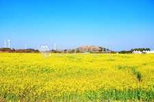 유채꽃프라자, 유채꽃, 풍력발전기, 언덕, 동산, 사진,이미지,일러스트,캘리그라피 - ju999작가 크라우드픽 - 저작권 걱정 없는 상업용 이미지