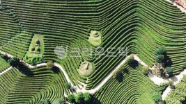 보성, 녹차, 녹차밭, 차, 언덕, 사진,이미지,일러스트,캘리그라피 - krein1작가 크라우드픽 - 저작권 걱정 없는 상업용 이미지