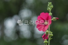 flower, 꽃, blossom, geranium, 제라늄, 사진,이미지,일러스트,캘리그라피 - 퓨처작가 크라우드픽 - 저작권 걱정 없는 상업용 이미지