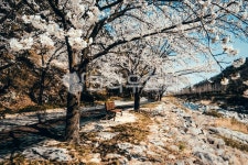 거창군, 건계정, 벚꽃, 계곡, 블라썸, 사진,이미지,일러스트,캘리그라피 - Thekiya작가 크라우드픽 - 저작권 걱정 없는 상업용 이미지