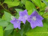 flower, 꽃, 도라지꽃, 보라색, 몽환적, 사진,이미지,일러스트,캘리그라피 - smlgo67작가 크라우드픽 - 저작권 걱정 없는 상업용 이미지