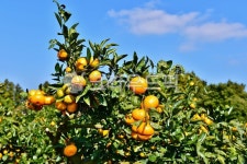 제주풍경, 밀감밭, 밀감, 밀감나무, 나무, 사진,이미지,일러스트,캘리그라피 - 깨비선생작가 크라우드픽 - 저작권 걱정 없는 상업용 이미지