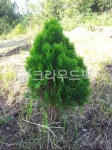 초목, 나무, 작은나무, vegetation, 향나무, 사진,이미지,일러스트,캘리그라피 - 마법소년작가 크라우드픽 - 저작권 걱정 없는 상업용 이미지