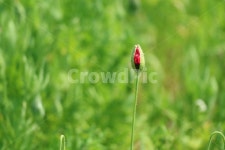 양귀비, 양귀비꽃, 양귀비꽃밭, 꽃, 식물, 사진,이미지,일러스트,캘리그라피 - 루루네고양이작가 크라우드픽 - 저작권 걱정 없는 상업용 이미지