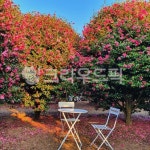 동백꽃, 제주도, 꽃, 정원, 동백, 사진,이미지,일러스트,캘리그라피 - rany작가 크라우드픽 - 저작권 걱정 없는 상업용 이미지