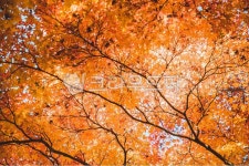 단풍, maple, leaf, 잎, plant, 사진,이미지,일러스트,캘리그라피 - Woochany작가 크라우드픽 - 저작권 걱정 없는 상업용 이미지