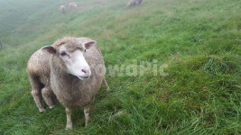 양, 음메, 양털, 양때목장, sheep, 사진,이미지,일러스트,캘리그라피 - chuchu작가 크라우드픽 - 저작권 걱정 없는 상업용 이미지