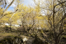 나무, 나무줄기, 자연, 풍경, 산수유, 사진,이미지,일러스트,캘리그라피 - Ncnxo012작가 크라우드픽 - 저작권 걱정 없는 상업용 이미지