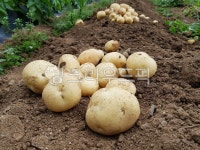 식물, 감자, potato, plant, 감자밭, 사진,이미지,일러스트,캘리그라피 - Nfromryder작가 크라우드픽 - 저작권 걱정 없는 상업용 이미지