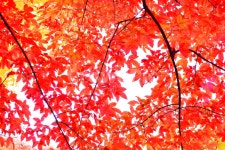 가을이미지, 감성, 계절, 시즌, 나뭇잎, 사진,이미지,일러스트,캘리그라피 - space작가 크라우드픽 - 저작권 걱정 없는 상업용 이미지