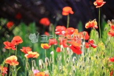 순천만국가정원1호, 테마공원, 자연생태공원, 자연, 옥외, 사진,이미지,일러스트,캘리그라피 - pandora4077작가 크라우드픽 - 저작권 걱정... 