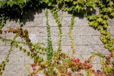 벽, wall, plant, 식물, 담벼락, 사진,이미지,일러스트,캘리그라피 - 포토버들작가 크라우드픽 - 저작권 걱정 없는 상업용 이미지