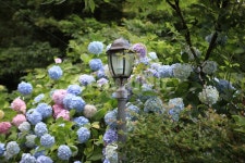 수국, 보라꽃, 꽃무리, 여름꽃, 가로등, 사진,이미지,일러스트,캘리그라피 - arasea작가 크라우드픽 - 저작권 걱정 없는 상업용 이미지