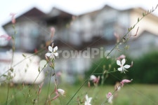 꽃, 들꽃, 펜션, 배경, 풀, 사진,이미지,일러스트,캘리그라피 - 소설작가작가 크라우드픽 - 저작권 걱정 없는 상업용 이미지