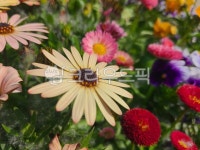 꽃, flower, petal, 꽃잎, daisy, 사진,이미지,일러스트,캘리그라피 - mauve51작가 크라우드픽 - 저작권 걱정 없는 상업용 이미지