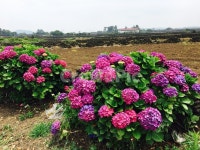 수국, 여름꽃, 여름제주, 제주도, 꽃, 사진,이미지,일러스트,캘리그라피 - Njws0225작가 크라우드픽 - 저작권 걱정 없는 상업용 이미지