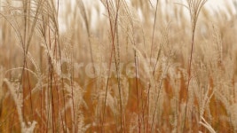 갈대, 억새, 가을, 풍경, 감성, 사진,이미지,일러스트,캘리그라피 - 김지홍작가 크라우드픽 - 저작권 걱정 없는 상업용 이미지