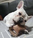 dog, frenchbulldog, 프렌치불독, 불독, frenchbulldog, 사진,이미지,일러스트,캘리그라피 - govinch작가 크라우드픽 - 저작권 걱정 없는... 