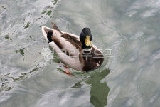 물오리, animal, 동물, 오리, duck, 사진,이미지,일러스트,캘리그라피 - 스틴작가 크라우드픽 - 저작권 걱정 없는 상업용 이미지