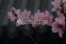 진달래, rhododendronmucronulatum, koreanrhododendron, koreanrosebay, azalea, 사진,이미지,일러스트,캘리그라피 - 산사람작가... 