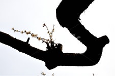 일지매, 매화, 꽃사진, 봄, 꽃, 사진,이미지,일러스트,캘리그라피 - 혜광작가 크라우드픽 - 저작권 걱정 없는 상업용 이미지