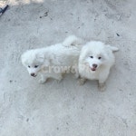 시골개, 강아지, 시골, 똥강아지, 개, 사진,이미지,일러스트,캘리그라피 - adorableha작가 크라우드픽 - 저작권 걱정 없는 상업용 이미지