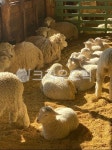 대관령, 양떼목장, 양, 햇빛, sheep, 사진,이미지,일러스트,캘리그라피 - 라라스작가 크라우드픽 - 저작권 걱정 없는 상업용 이미지