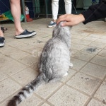 고양이, 반려묘, 동물, 길고양이, 집사, 사진,이미지,일러스트,캘리그라피 - Mucci작가 크라우드픽 - 저작권 걱정 없는 상업용 이미지