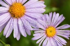 벌개미취, 국화, 이슬, 보라색, 여름꽃, 사진,이미지,일러스트,캘리그라피 - 김민트작가 크라우드픽 - 저작권 걱정 없는 상업용 이미지