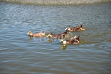 오리, 물가, 헤엄, 물갈퀴, 다리, 사진,이미지,일러스트,캘리그라피 - 원프로작가 크라우드픽 - 저작권 걱정 없는 상업용 이미지
