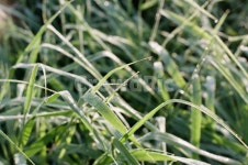 감성, 이슬, 물방울, 새벽, 필름사진, 사진,이미지,일러스트,캘리그라피 - 2min0작가 크라우드픽 - 저작권 걱정 없는 상업용 이미지