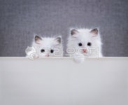 고양이, 동물, 어린, 귀여운, 예쁜, 사진,이미지,일러스트,캘리그라피 - artin작가 크라우드픽 - 저작권 걱정 없는 상업용 이미지