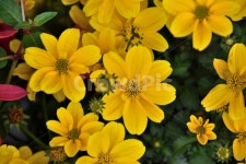 봄꽃, 자연, 아름다운꽃, 농원, 바탕화면, 사진,이미지,일러스트,캘리그라피 - sabu작가 크라우드픽 - 저작권 걱정 없는 상업용 이미지