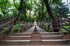 계단, 공원, 나무, 초록, stairs, 사진,이미지,일러스트,캘리그라피 - wacol413작가 크라우드픽 - 저작권 걱정 없는 상업용 이미지