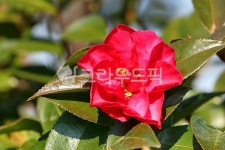 동백꽃, 제주동백꽃, 동백, flower, 꽃, 사진,이미지,일러스트,캘리그라피 - phototo73작가 크라우드픽 - 저작권 걱정 없는 상업용 이미지