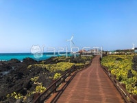 자연, nature, 선인장, 선인장군락지, 월령, 사진,이미지,일러스트,캘리그라피 - 뀨꺄뚜작가 크라우드픽 - 저작권 걱정 없는 상업용 이미지