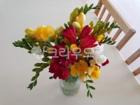 plant, 식물, 꽃, flower, 프리지어, 사진,이미지,일러스트,캘리그라피 - 땡이mom작가 크라우드픽 - 저작권 걱정 없는 상업용 이미지