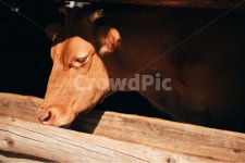 소, cow, 동물, 목장, 눈, 사진,이미지,일러스트,캘리그라피 - 찬란한 순간작가 크라우드픽 - 저작권 걱정 없는 상업용 이미지