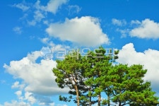 소나무, 솔잎, 토종소나무, 파란하늘, 푸른하늘, 사진,이미지,일러스트,캘리그라피 - space작가 크라우드픽 - 저작권 걱정 없는 상업용 이미지