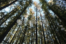 나무숲, 편백나무숲, 편백나무, 식물, 나무, 사진,이미지,일러스트,캘리그라피 - 아이오작가 크라우드픽 - 저작권 걱정 없는 상업용 이미지