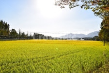 담양, 가을, 벼, 황금빛, 하늘, 사진,이미지,일러스트,캘리그라피 - Nna19891211작가 크라우드픽 - 저작권 걱정 없는 상업용 이미지