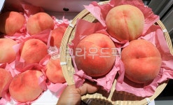 복숭아, 털복숭아, 과일, peach, 음식, 사진,이미지,일러스트,캘리그라피 - 고운경작가 크라우드픽 - 저작권 걱정 없는 상업용 이미지